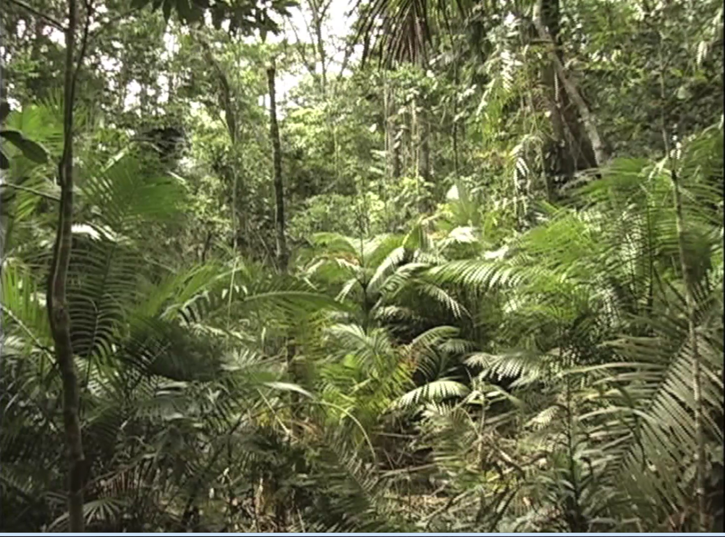 ASMR Soothing & Relaxing Rainforest – Bird & Walking Sounds